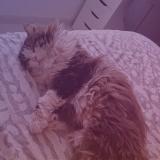 Photo de chat perdu à Omey