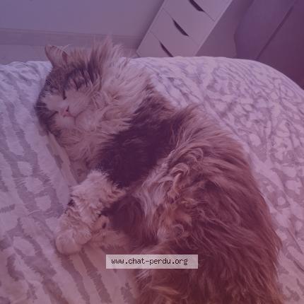 Photo 1/1 Biscuit Chat perdu à Omey