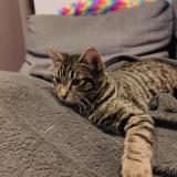 Photo de chat perdu à Roquefort La Bedoule