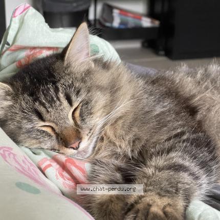 Photo 1/1 Sydney Chat perdu à Trespoux rassiels