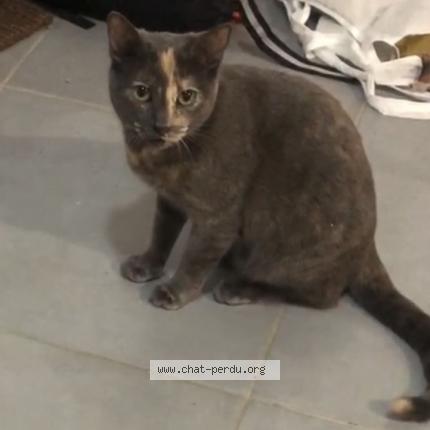 Photo 1/1 Chat retrouvé Perdu à Fosses