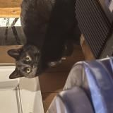 Photo de chat trouvé à Saint Tite Des Caps