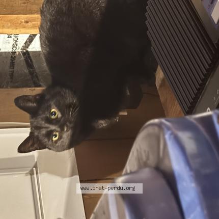 Photo 1/1 Chat trouvé Trouvé à Saint tite des caps