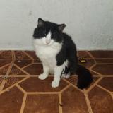 Photo de chat perdu à Rio Grande