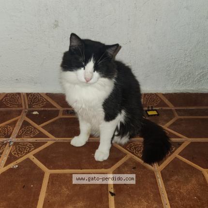 Photo 1/1 Neo Chat perdu à Rio grande