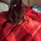 Photo de chat trouvé à Saint Fons