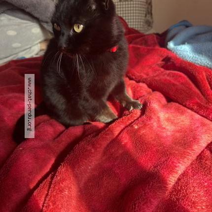 Photo 1/1 Chat trouvé Trouvé à Saint fons