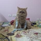 Photo de chat retrouvé à Hyderabad