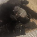 Photo de chat perdu à Saint Etienne