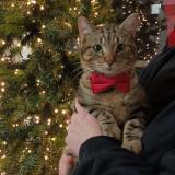 Photo de chat perdu à Romainville