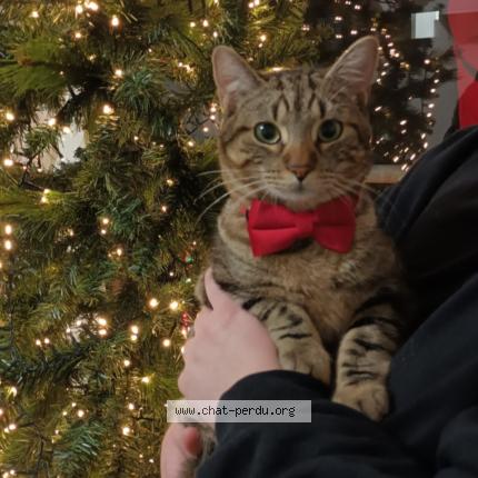 Photo 1/1 Simba Chat perdu à Romainville