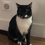 Photo de chat perdu à Chelles