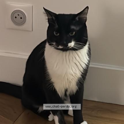 Photo 1/1 Yuumi Chat perdu à Chelles