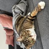 Photo de chat perdu à Saint Damase