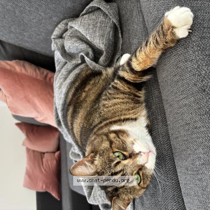 Photo 1/1 Ti-Gars Chat perdu à Saint damase