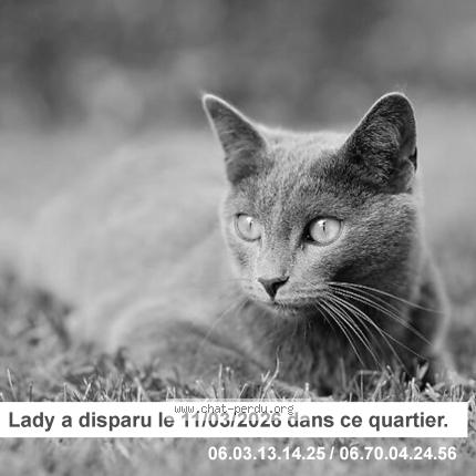 Photo 1/1 Chat retrouvé Perdu à Versailles