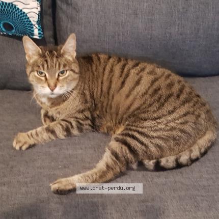 Photo 1/1 Chat trouvé Trouvé à Groslay