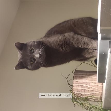 Photo de chat perdu à Durtal