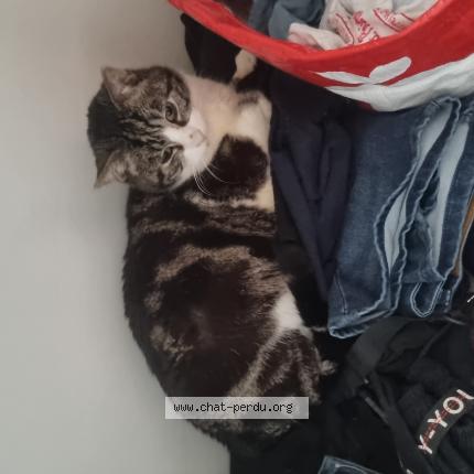Photo de chat perdu à Creteil