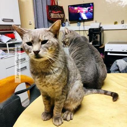 Photo 1/1 Simba Chat perdu à Golleville