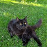 Photo de chat perdu à Veretz