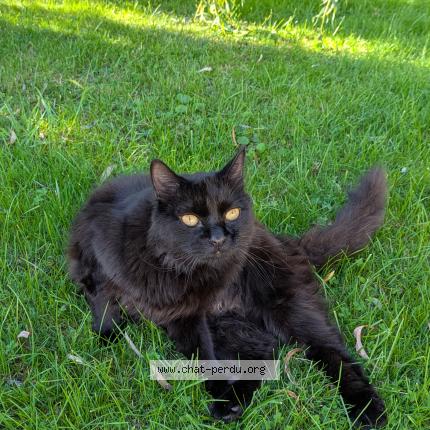 Photo 1/1 Néo Chat perdu à Veretz