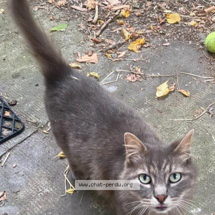 Photo 1/1 Chat retrouvé Perdu à Toulouse