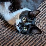 Photo de chat perdu à Onnion