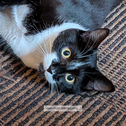 Photo 1/1 Amy Chat perdu à Onnion