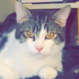 Photo de chat perdu à Saint Etienne