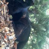 Photo de chat perdu à Bons En Chablais