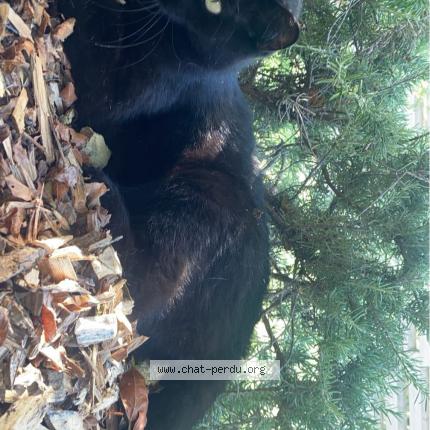 Photo 1/1 Crockmou Chat perdu à Bons en chablais