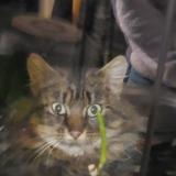 Photo de chat trouvé à Montournais