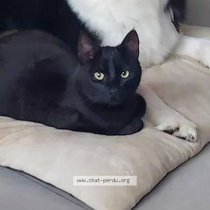 Photo 1/1 Chat retrouvé Perdu à Donville les bains