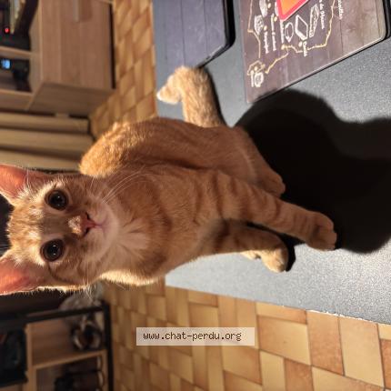 Photo 1/1 Chat retrouvé Perdu à St Laurent En Caux
