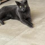 Photo de chat perdu à Saint Paul