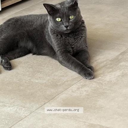 Photo 1/1 Orea Chat perdu à Saint paul