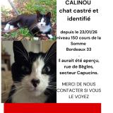 Photo de chat perdu à Bordeaux