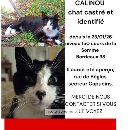 Photo 1/1 Câlinou Chat perdu à Bordeaux