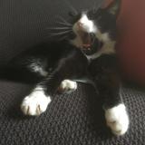 Photo de chat perdu à Darnetal