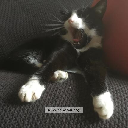 Photo 1/1 Chorus Chat perdu à Darnetal