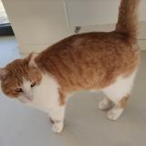 Photo de chat perdu à Bergheim