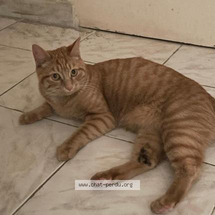 Photo 1/1 Simba Chat perdu à Claye souilly