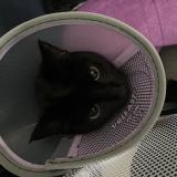 Photo de chat perdu à Montpellier