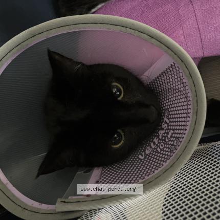 Photo 1/1 Calinette Chat perdu à Montpellier