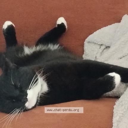 Photo 1/1 Jack Chat perdu à Ledeuix