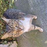 Photo de chat trouvé à Sin Le Noble