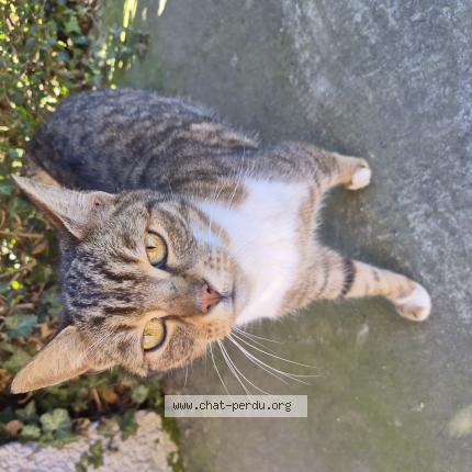 Photo 1/1 Chat trouvé Trouvé à Sin le noble