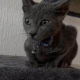 Photo de chat perdu à Saint Etienne