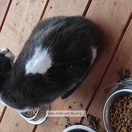 Photo 1/1 Chat trouvé Trouvé à Champcevinel